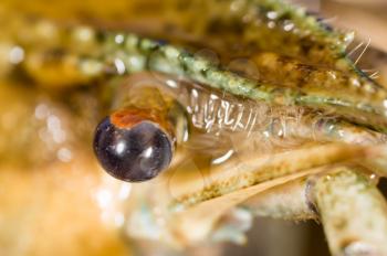 crayfish, close-up eyes