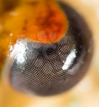 crayfish, close-up eyes
