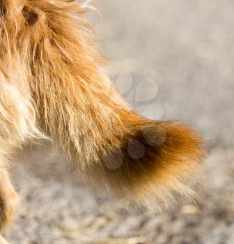 dog's tail in nature