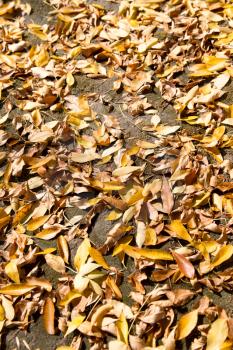yellow leaves on the ground as a background