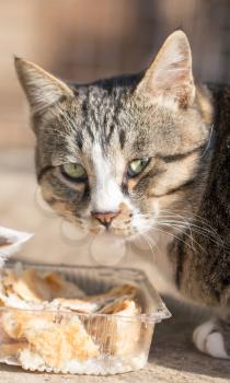 cat eats bread