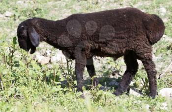 Black sheep in the pasture