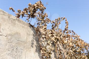 dry grape leaves against the blue sky