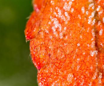 red leaf with hoarfrost. macro
