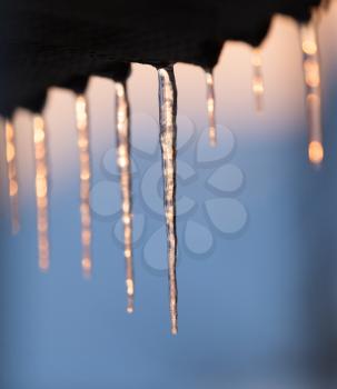 winter icicles on the sun dawn