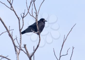 Crow on the tree against the blue sky