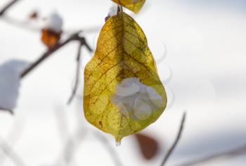 leaves on a tree in winter