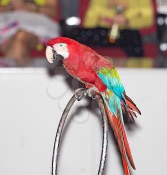 beautiful parrot circus