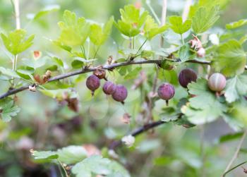 ripe berry gooseberry outdoors
