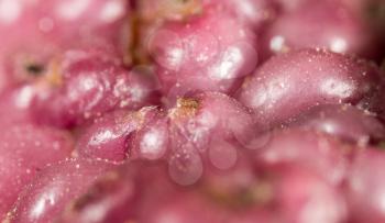berry mulberry trees as a backdrop. macro