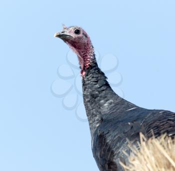 turkey on hay against the blue sky