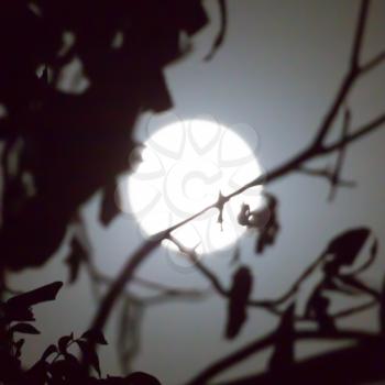 tree branch on a background of the moon