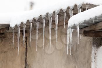 icicles on winter nature