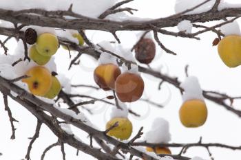yellow apples in the snow in the winter