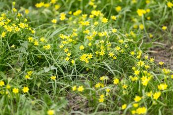 small yellow flower in nature