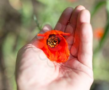 red poppy flower in hand on nature