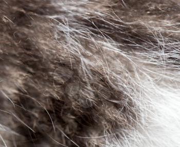 cat fur as background. texture