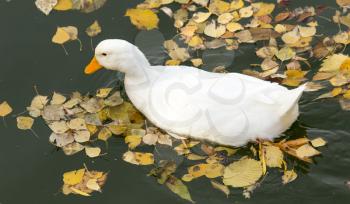 white duck on the lake in autumn