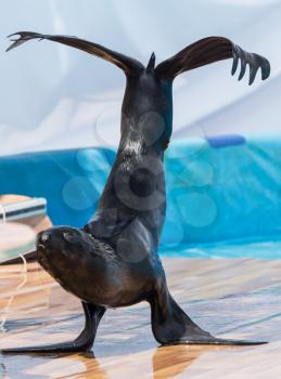 Fur Seal in circus