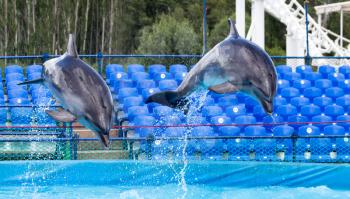 two dolphins jumping in the pool