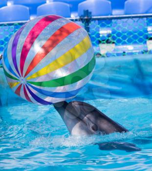 dolphin with a ball in the pool