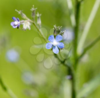 Beautiful blue flowers on nature