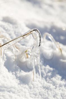 icicles on the grass in nature