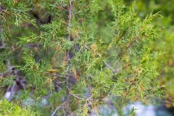 Thuja in nature as a background
