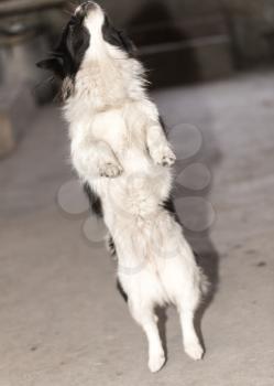 dog standing on his hind legs
