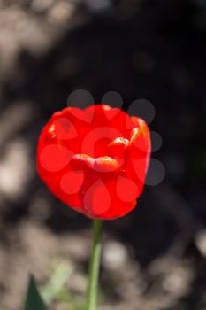 red tulip on nature