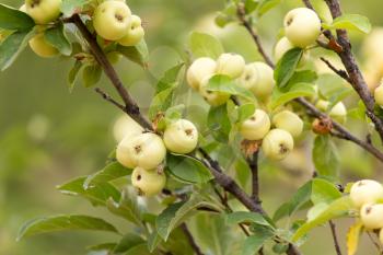 ripe apples on a tree branch in nature