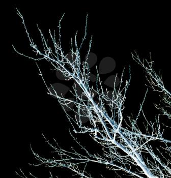 bare branches of a tree on a black background