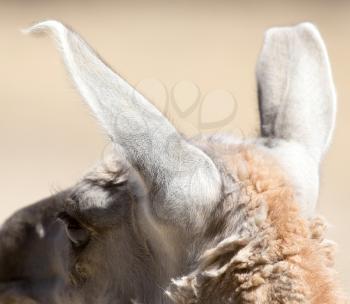 ears Lama