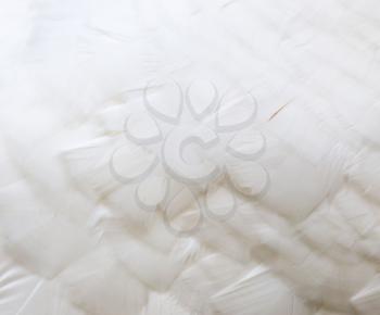background of white feathers