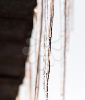 icicles on nature
