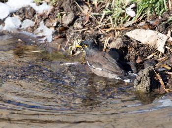 bird bathing in a puddle