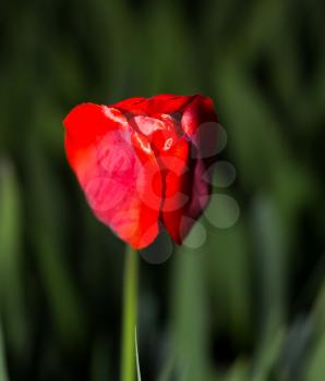 red tulip on nature