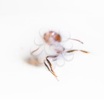 ant in white milk. macro