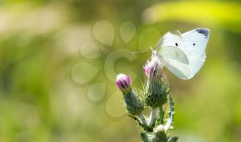 white butterfly on nature