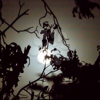 tree branch on a background of the moon