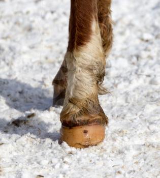 horse hoof in the snow in the winter