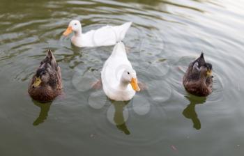 ducks in a pond in nature