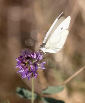 white butterfly on a blue flower