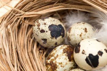 quail eggs in a nest with feather