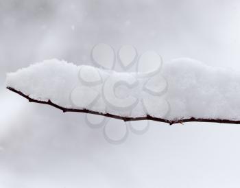 snow on the branches of a tree in nature