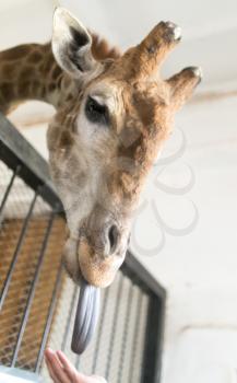 Portrait of a giraffe with tongue in the zoo