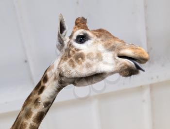 Head of a giraffe in a zoo .