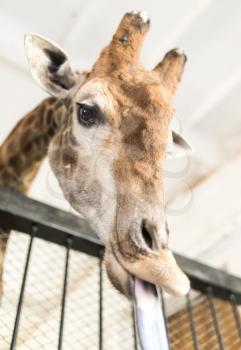Portrait of a giraffe with tongue in the zoo