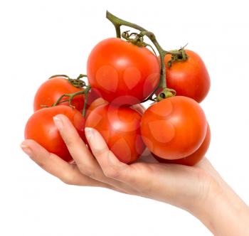 Red tomatoes in hands on a white background .