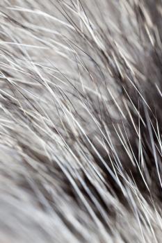Hair on the cat as a background. macro